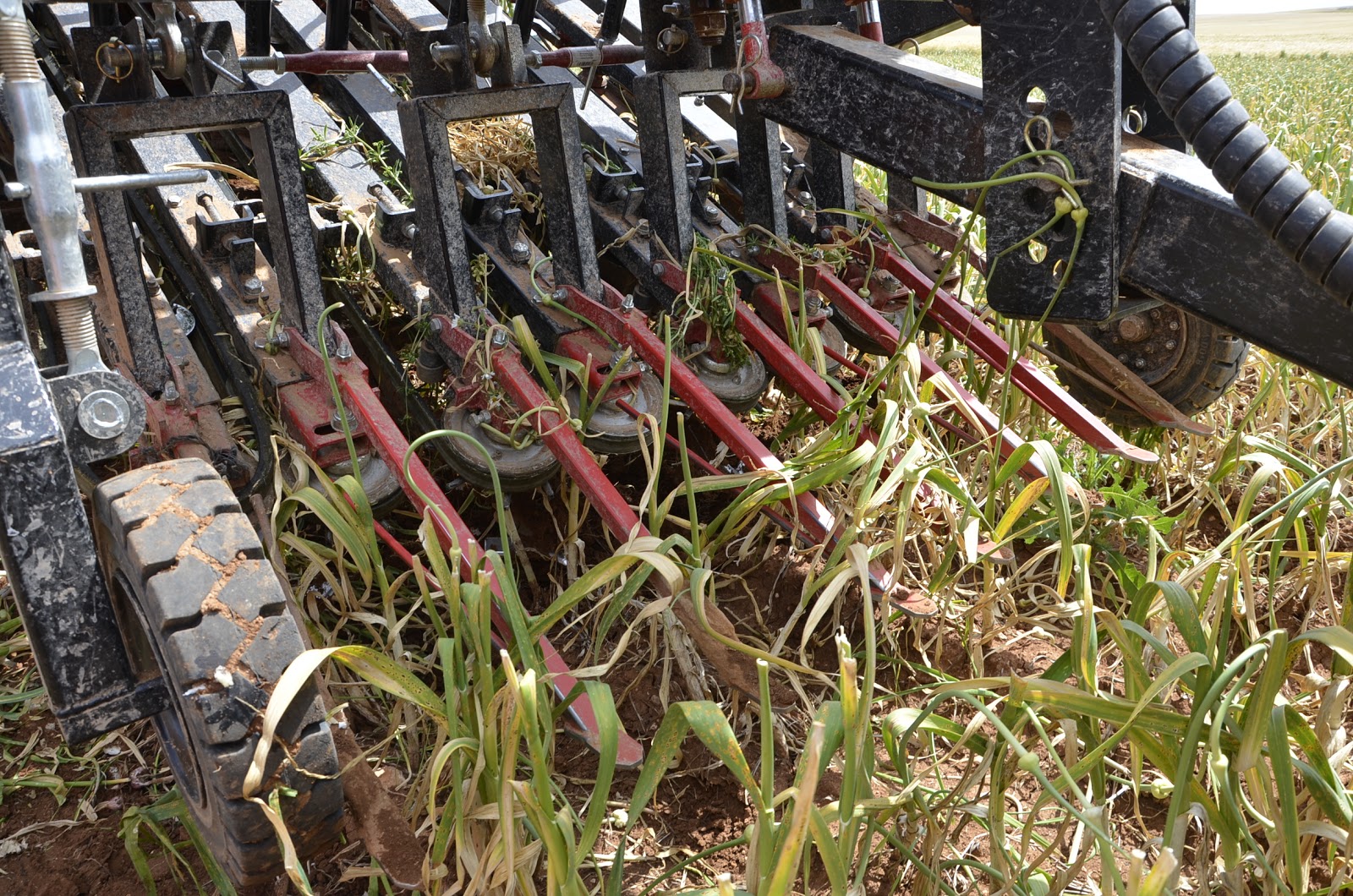 Innovating in garlic harvesting tasks