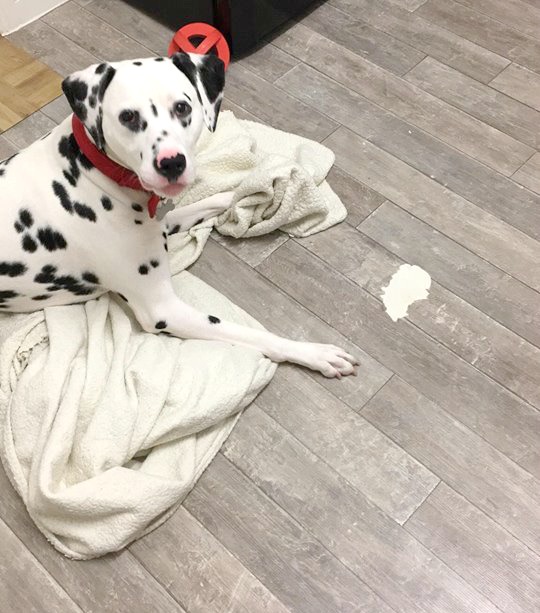 Life with a Dalmatian 