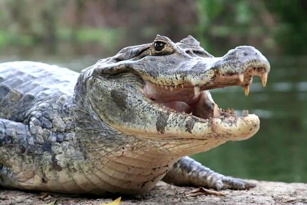 10 Contoh Hewan Karnivora Lengkap Beserta Gambar Dan 10 Contoh Hewan Karnivora Lengkap Beserta Gambar Dan