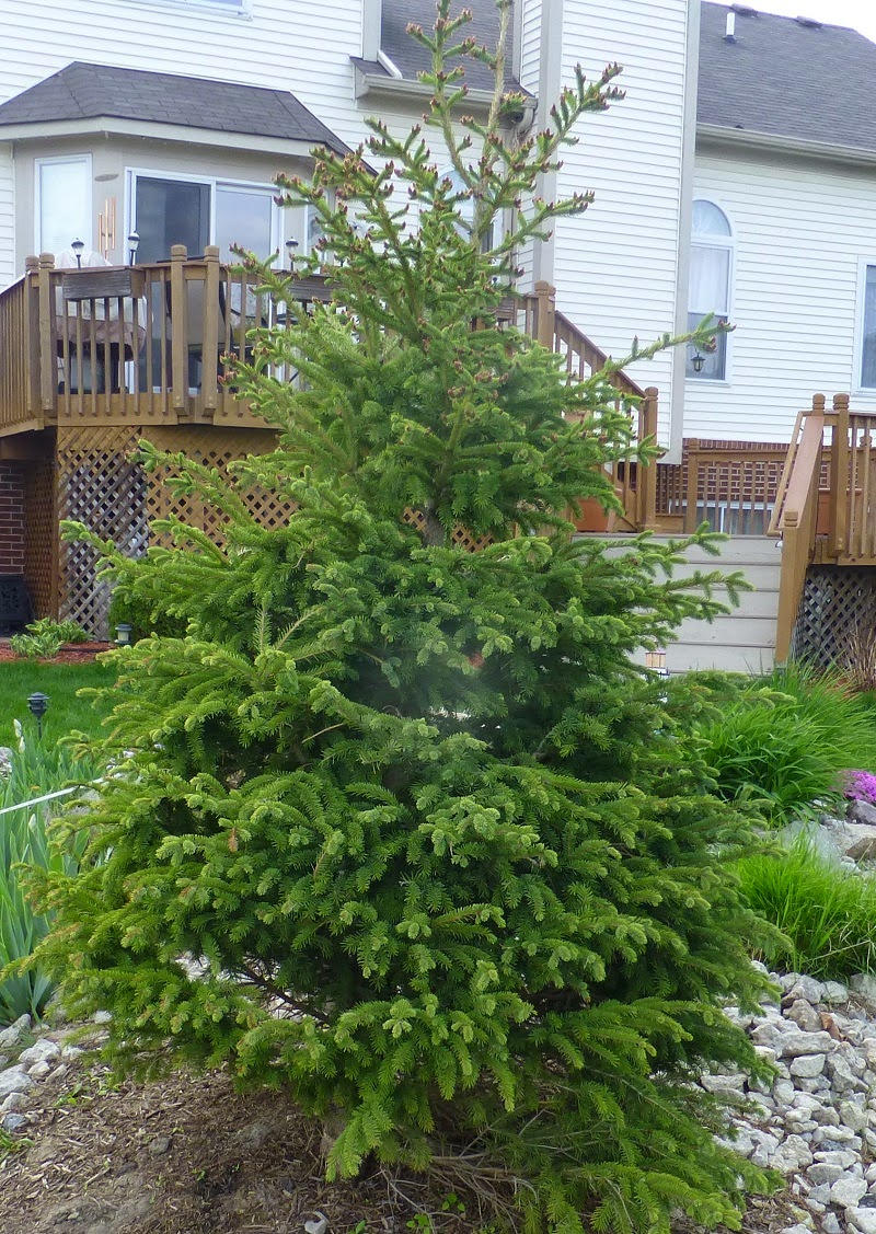 The Madsen Garden White Spruce Tree