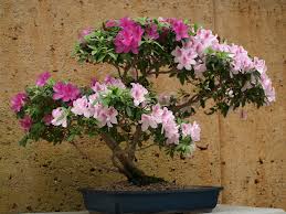 bonsai care and maintenance