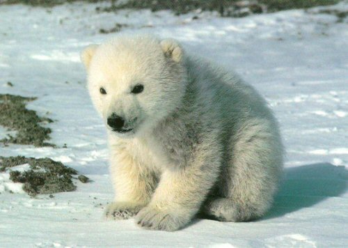 cute_polar_bear.jpg