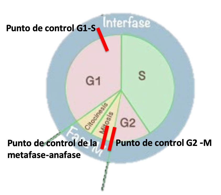 Bióloga Elena Control del ciclo celular