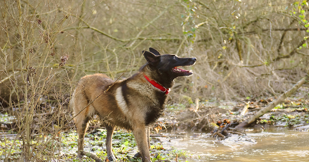 Difference Entre Berger Allemand Et Malinois Femme contre homme belge malinois : Y a-t-il une différence entre les