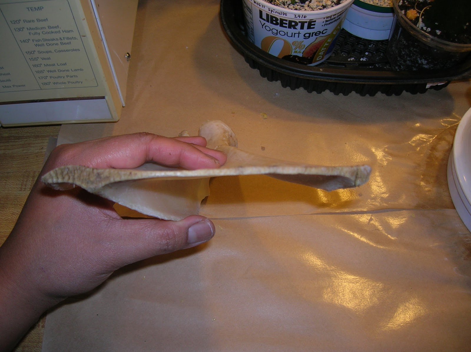 Musings of Musang How to clean and degrease deer bones for making tools