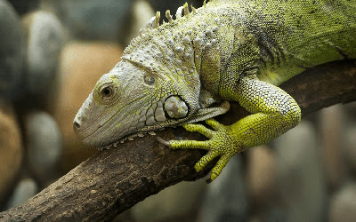 Cara Merawat Iguana Supaya Cepat Besar Untuk Pemula Cara Merawat Iguana Supaya Cepat Besar Untuk Pemula