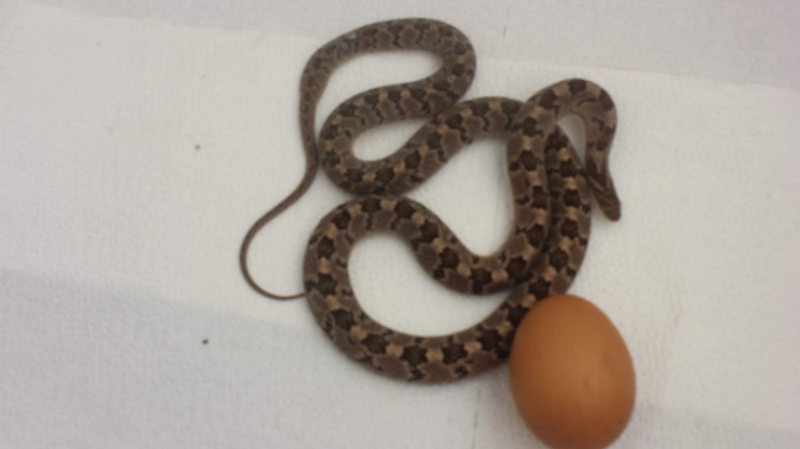 Egg-eating Snakes
