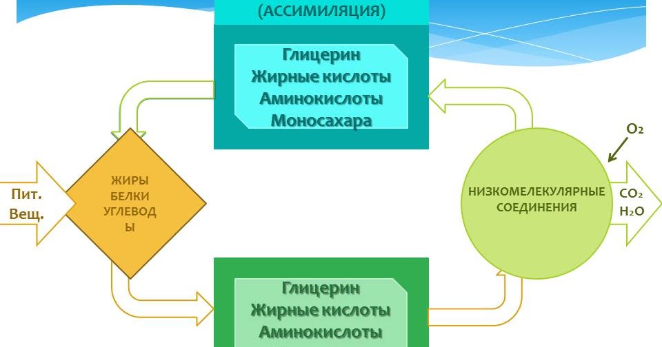 Ассимиляция исходные вещества конечные вещества
