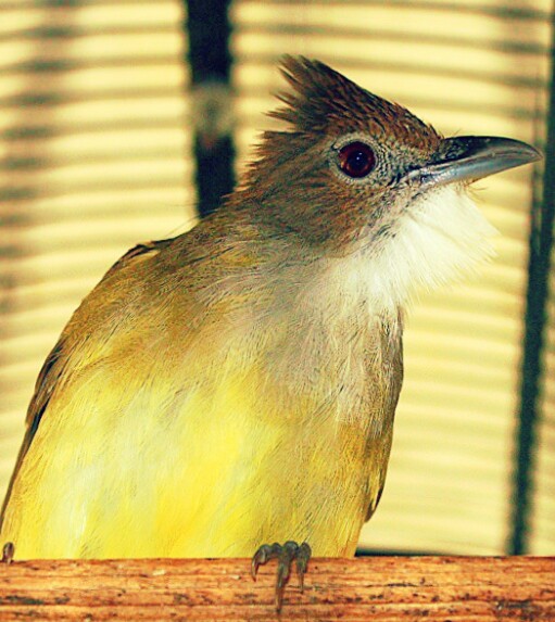 Burung yang berbulu hitam dan bersuara keras