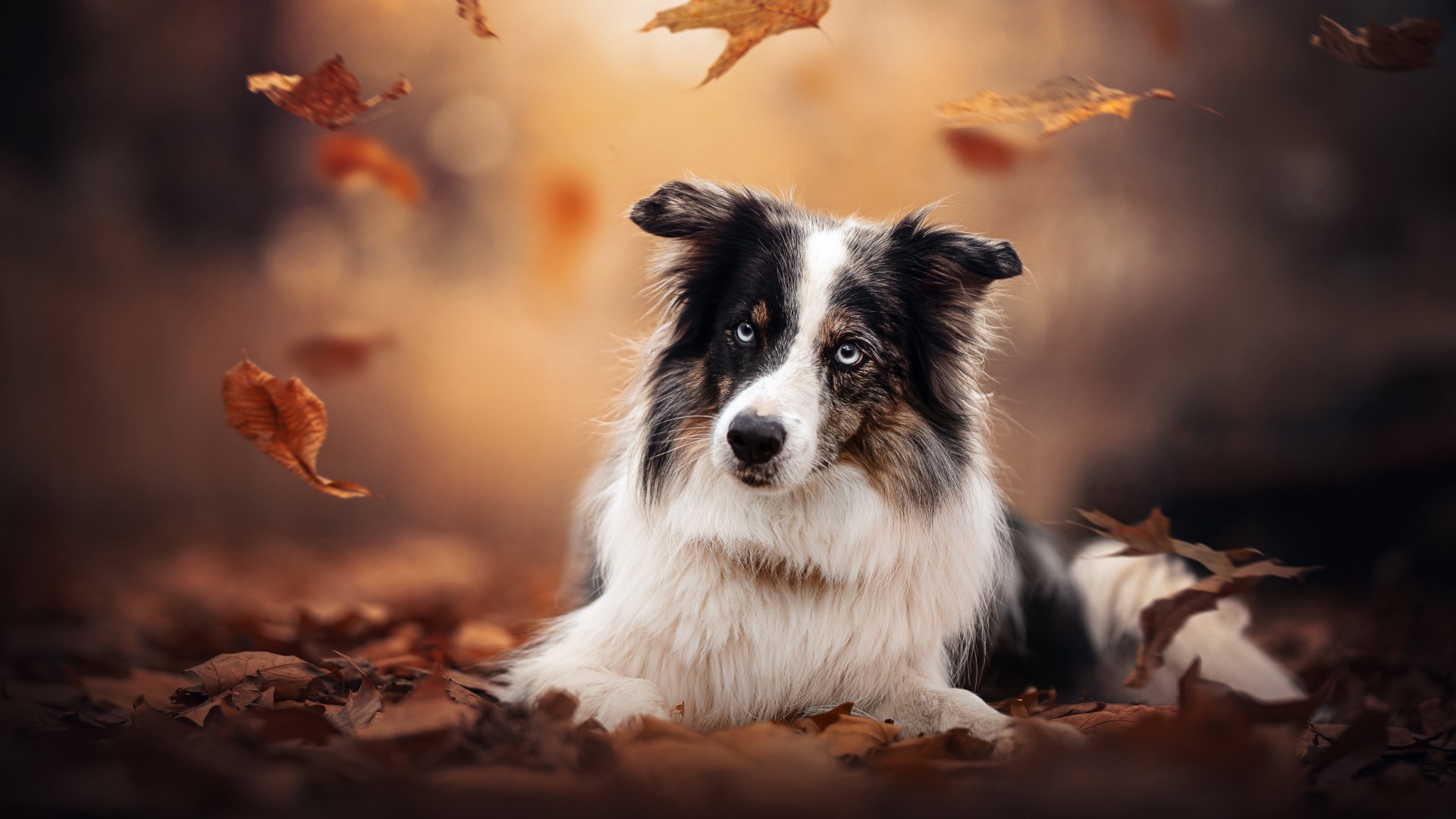 Dog Wallpapers For Laptop