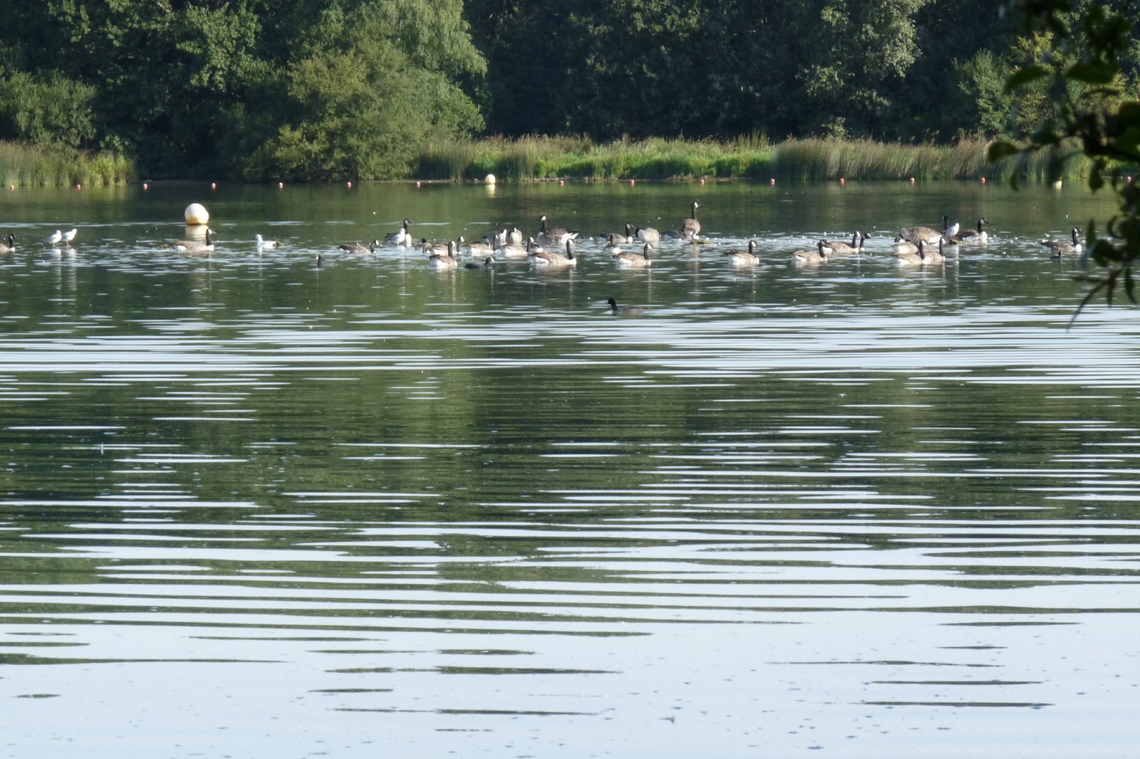 Base Nautique De Saint Quentin En Yvelines ADEVE: Loisirs. Base nautique St Quentin en Yvelines