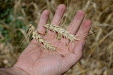 Fendt 6300 C Combine. Estero wheat