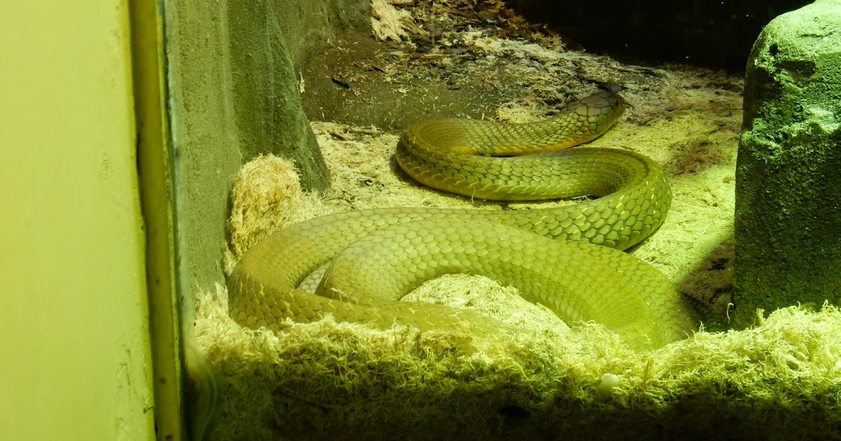 Raptormaniacs London Zoo Part V Reptile House