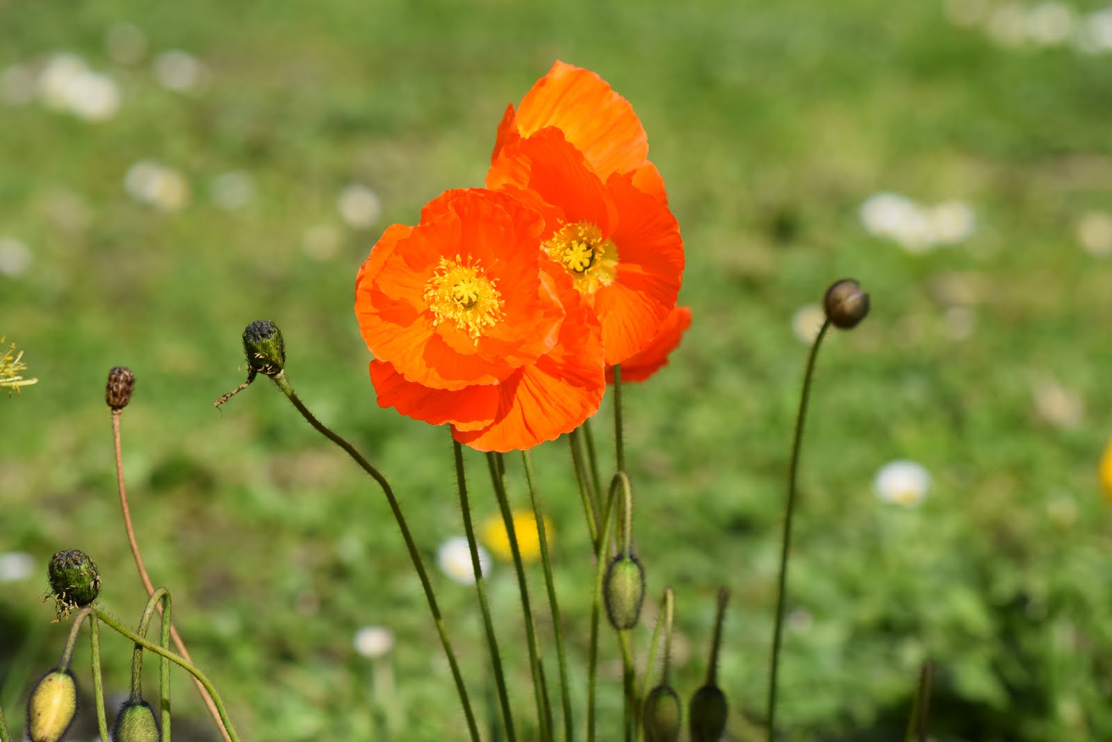 Poppies