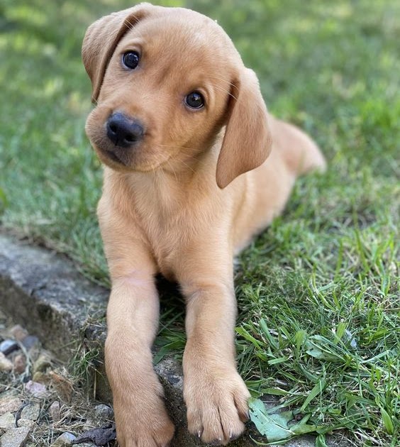 THE INFORMATION Top 5 Dog Breeds that Can help you reduce Depression.