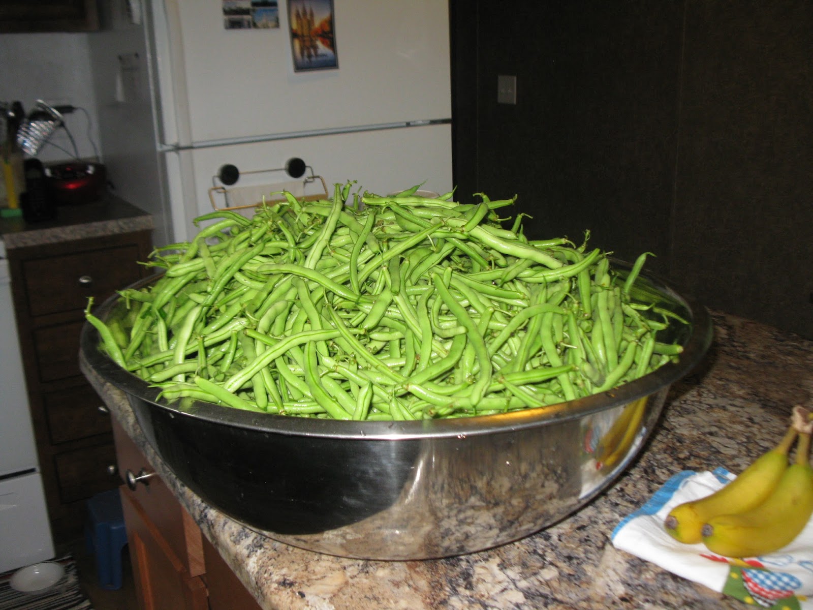 Simply homemaking three quarters of a bushel of green beans 
