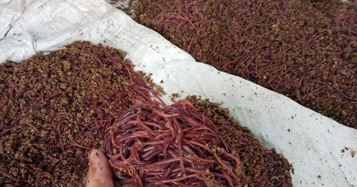 Budidaya Cacing Tanah Paling Gampang untuk Memenuhi Kebutuhan Pakan
