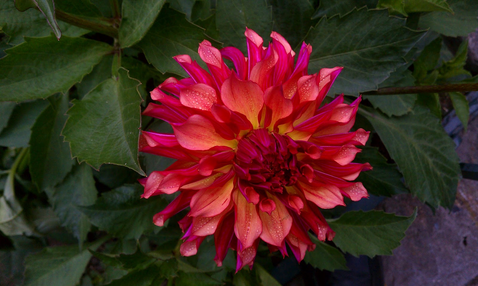 Hoogasian Flowers It's Dahlia Season (all photos in this post taken at the San Francisco Dahlia