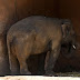 'Gajah paling sunyi di dunia' akhirnya dibebaskan selepas 35 tahun
