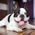 14 Best Activities For Training your French Bulldog