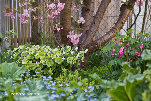 Gartenblog Geniesser Garten Christrosen Im Garten