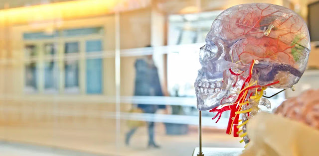 Perbedaan Antara Anatomi dan Fisiologi Perbedaan Antara Anatomi dan Fisiologi