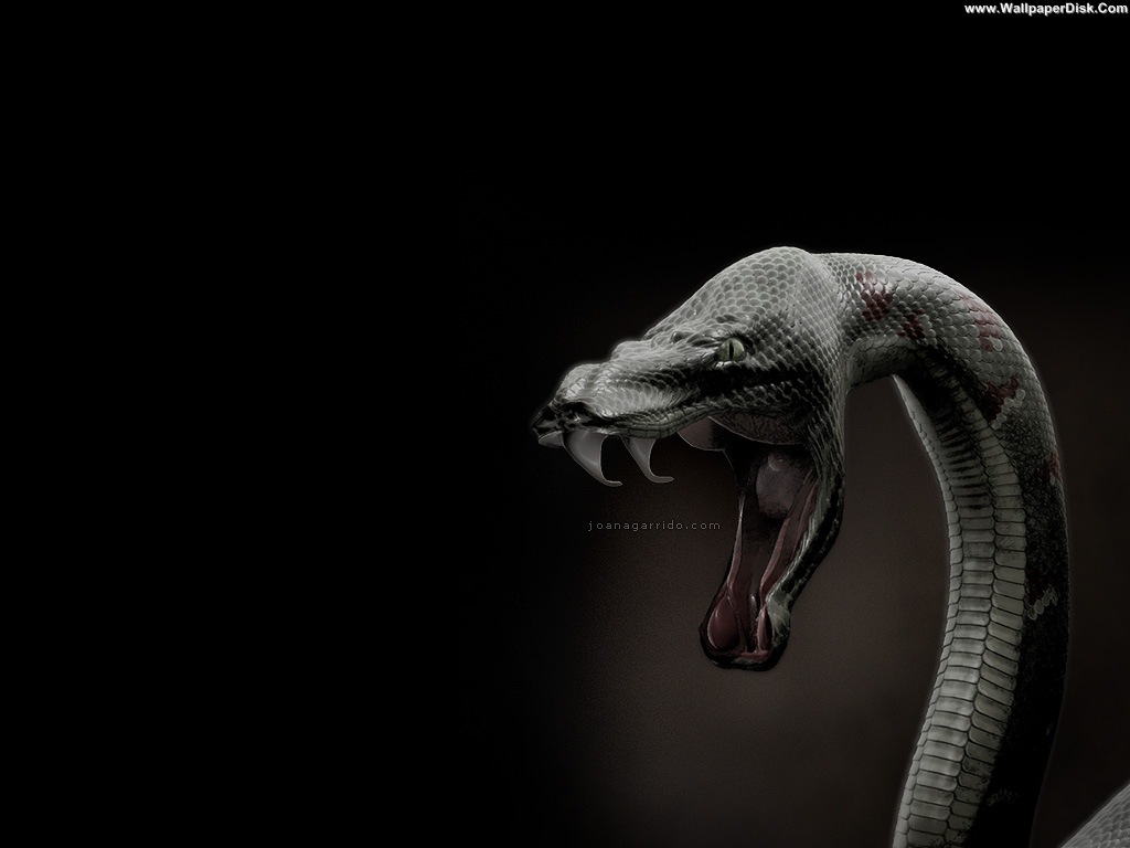 Cobra Snake Wallpaper High Resolution - Animal Wildlife