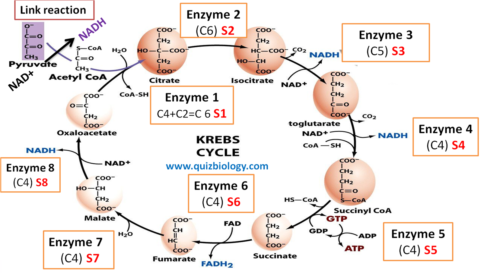 Krebs Cycle Or Citric Acid Cycle Enzyme Labeling Diagram Quiz Krebs Cycle Or Citric Acid Cycle Enzyme Labeling Diagram Quiz