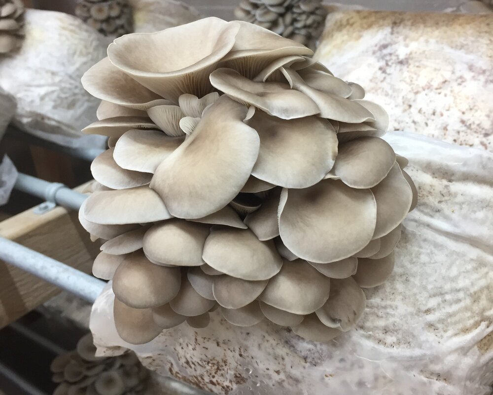 Oyster mushroom protein Biobritte mushrooms Biobritte mushroom supplier