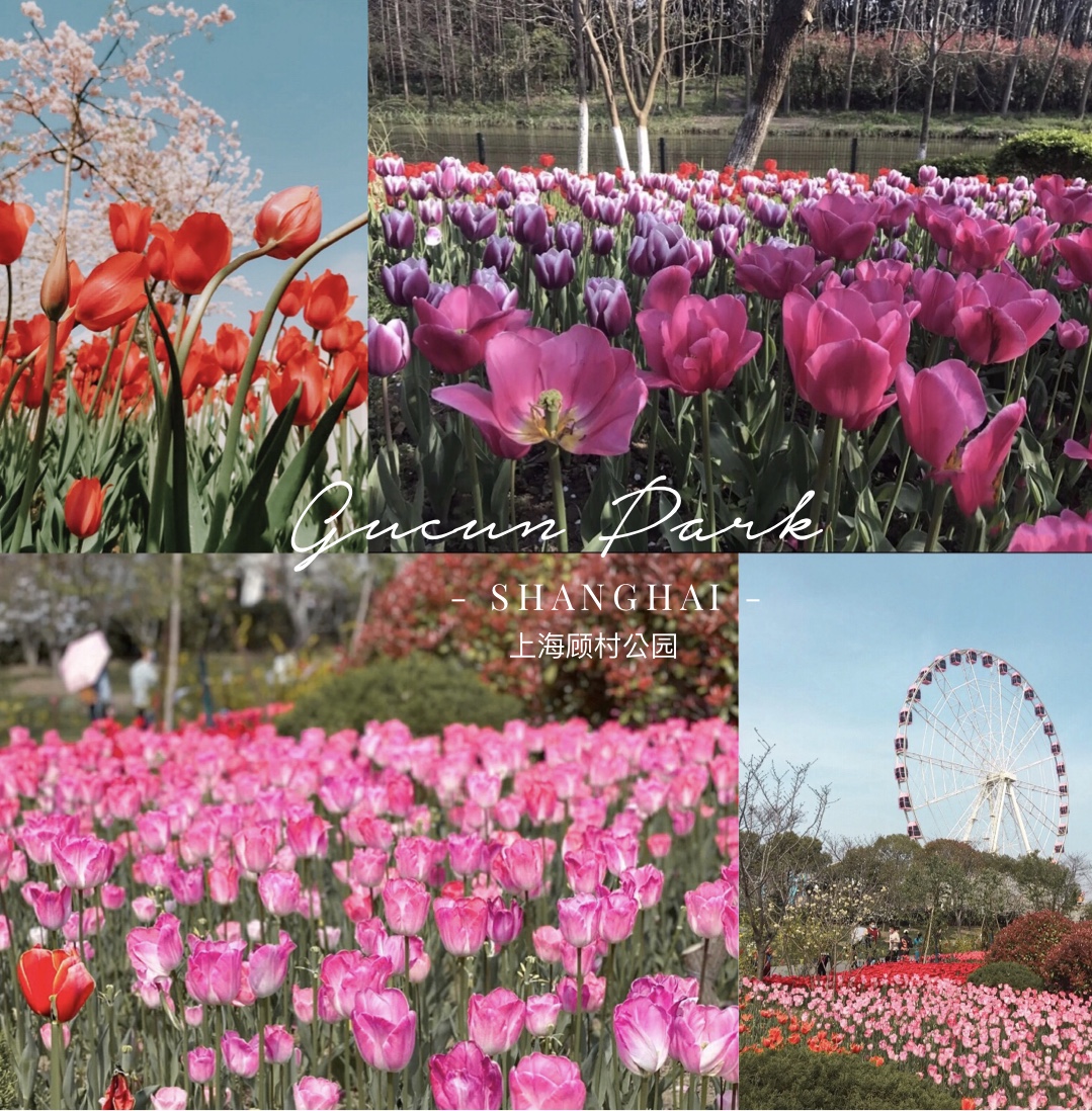 Where to Find Flowers in Shanghai (March June) Ariel Land