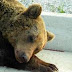 Νεκρή αρκούδα νεαρής ηλικίας εντοπίστηκε στην Εγνατία Οδό....
