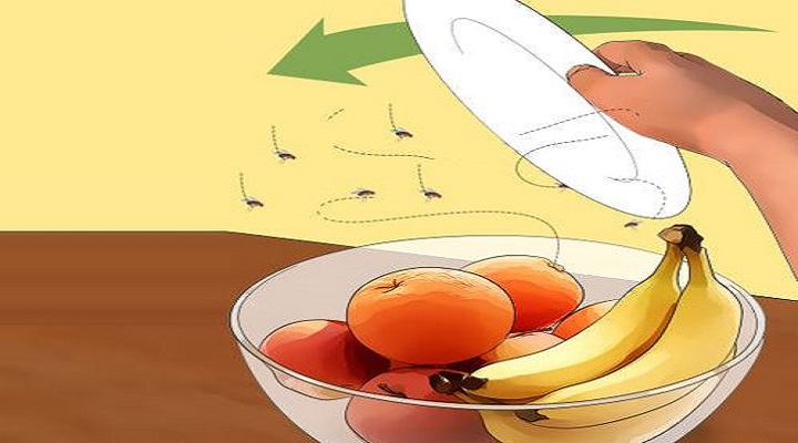 comment se debarrasser des mouches a l exterieur