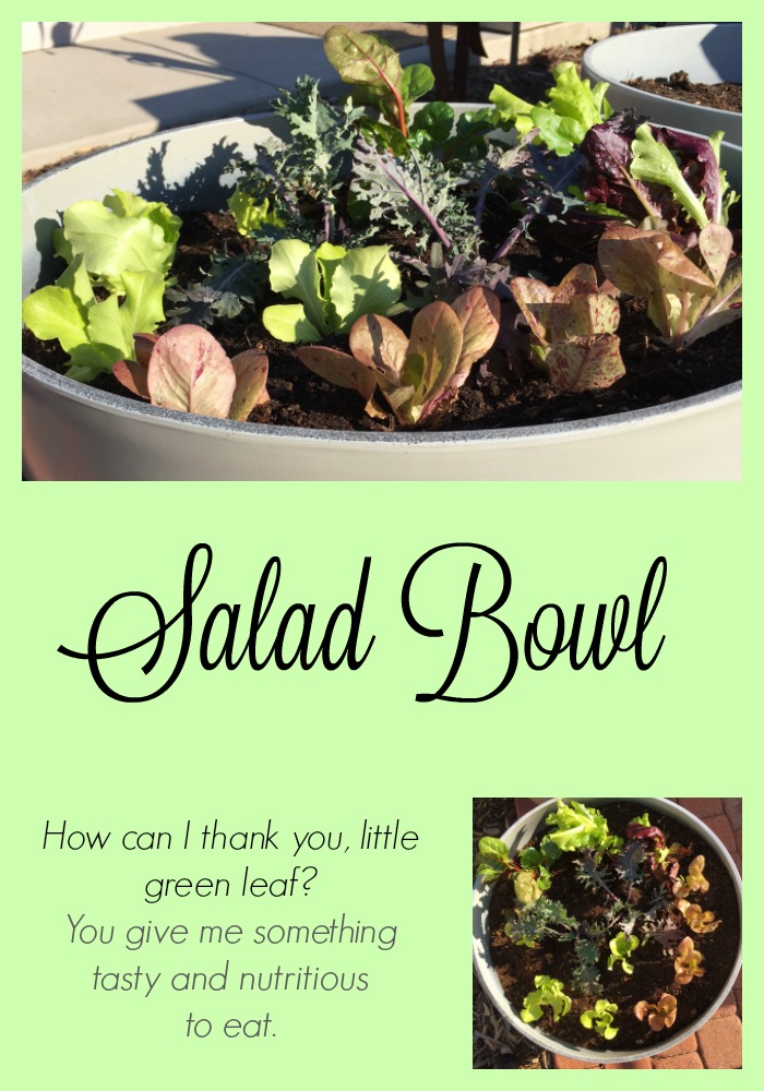 Salad Bowl Gardening Our Good Life