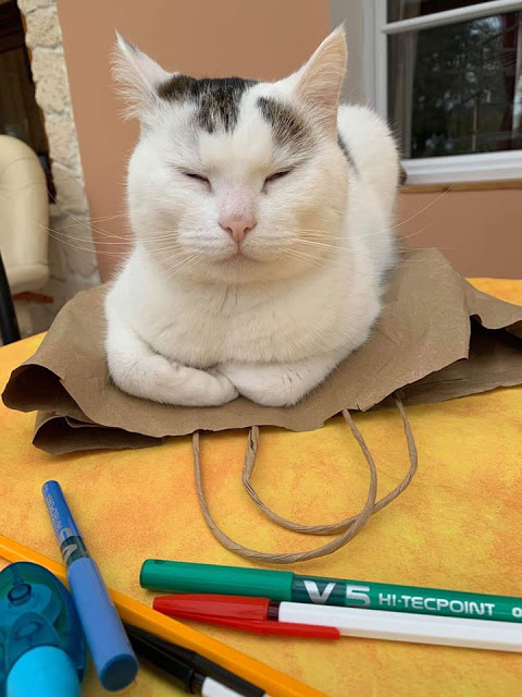 Comment Savoir Si Un Chat Va Bientot Accoucher Tu Peux Pas Comprendre, T'es Pas Un Chat: #TPPCTPUC - La semaine de vos