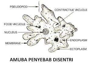 Disentri (Amuba Penyebab Disentri)