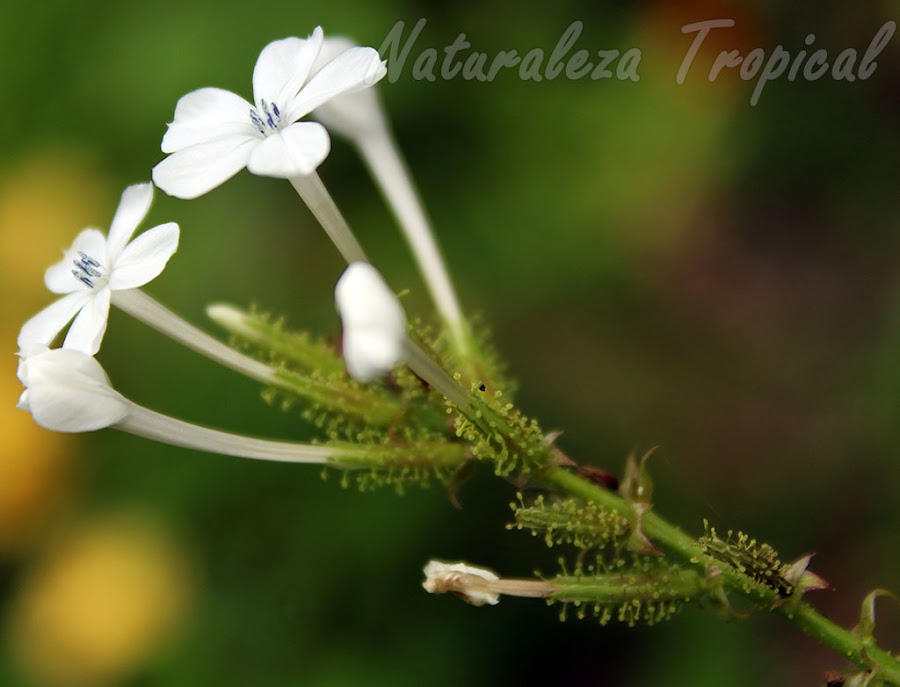 Estructuras papilosas presentes en la base de las flores de una especie del género Plumbago. Planta protocarnívora.