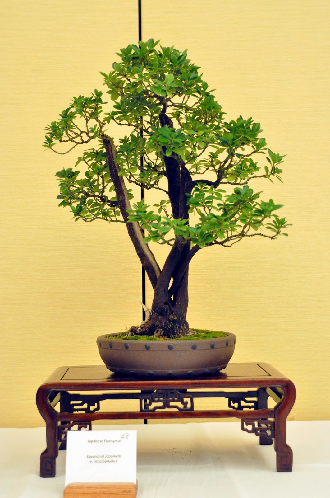 Heart of Texas Bonsai Boxleaf Euonymus 43 a prize in every box!