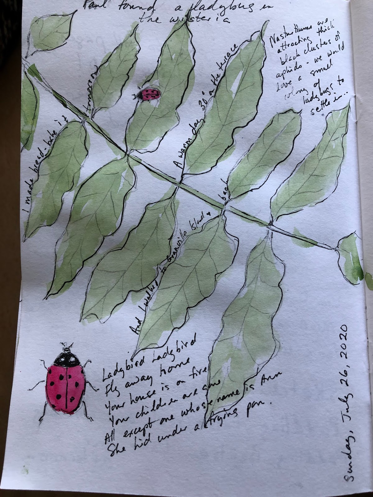 Summer Sketch: Of Wisteria and Ladybugs, Cycling and Bread-baking