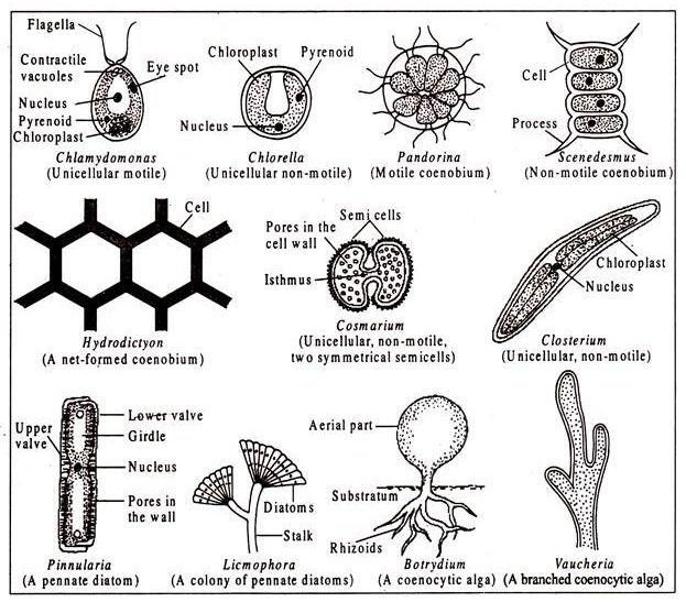 ALGAL CELL STRUCTURE