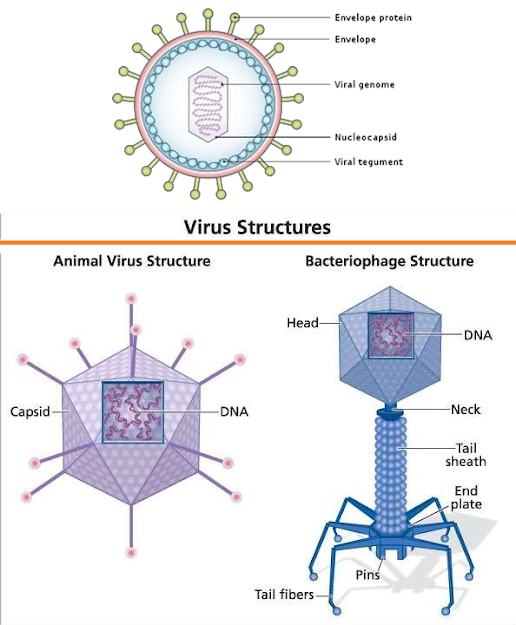 Structure-of-Viruses, Virus-structure, 