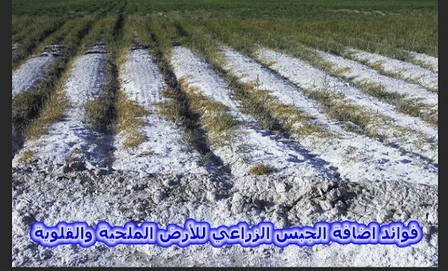 الجبس الزراعي فائدة إضافة الجبس الزراعي للتربة الملحية والقلوية