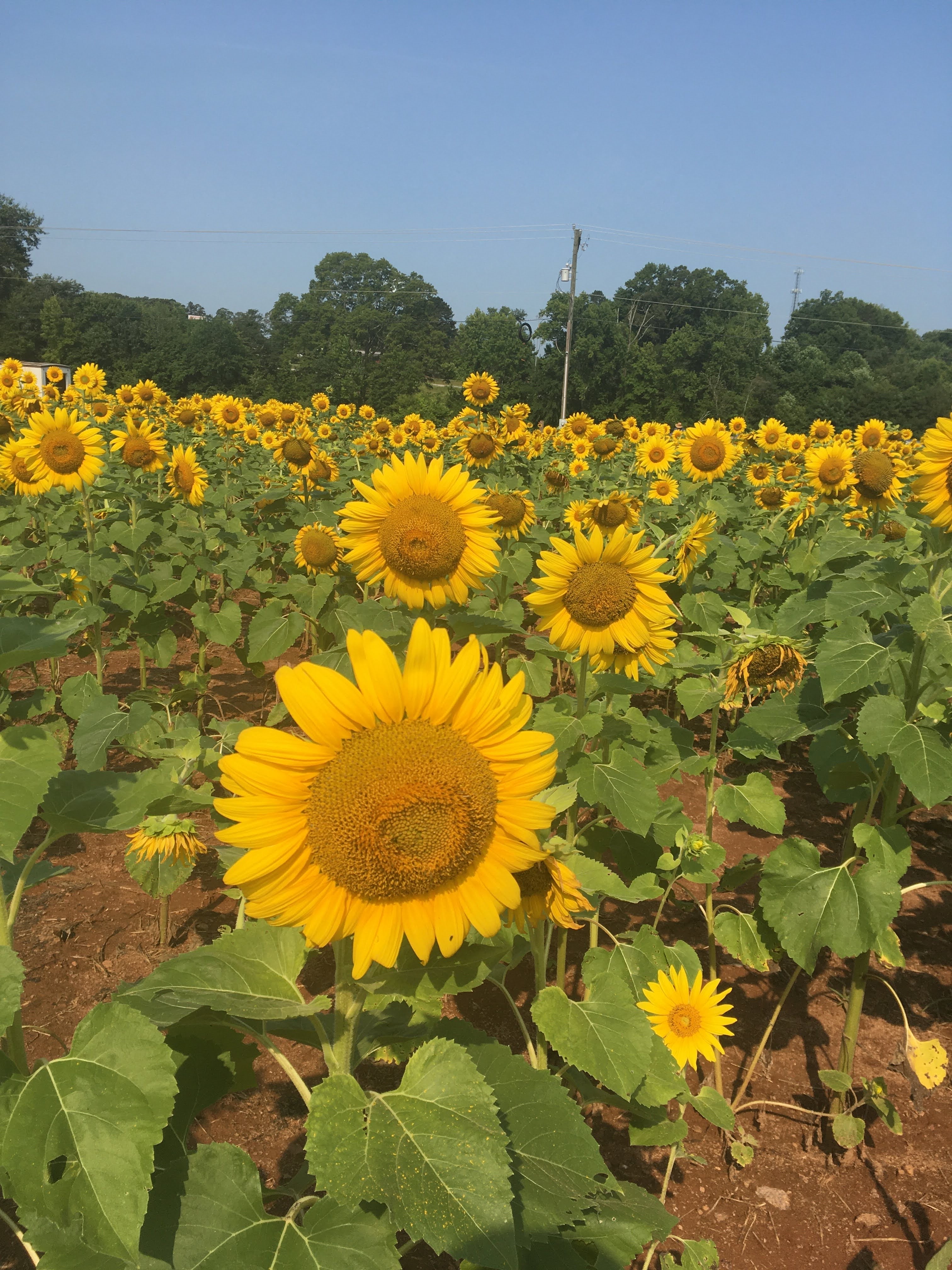 Sol Flower Anderson SC 太陽花 🌻