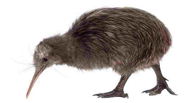 Which flightless bird is known to be the emblem of New Zealand?