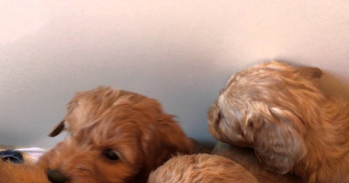 f2b goldendoodle size