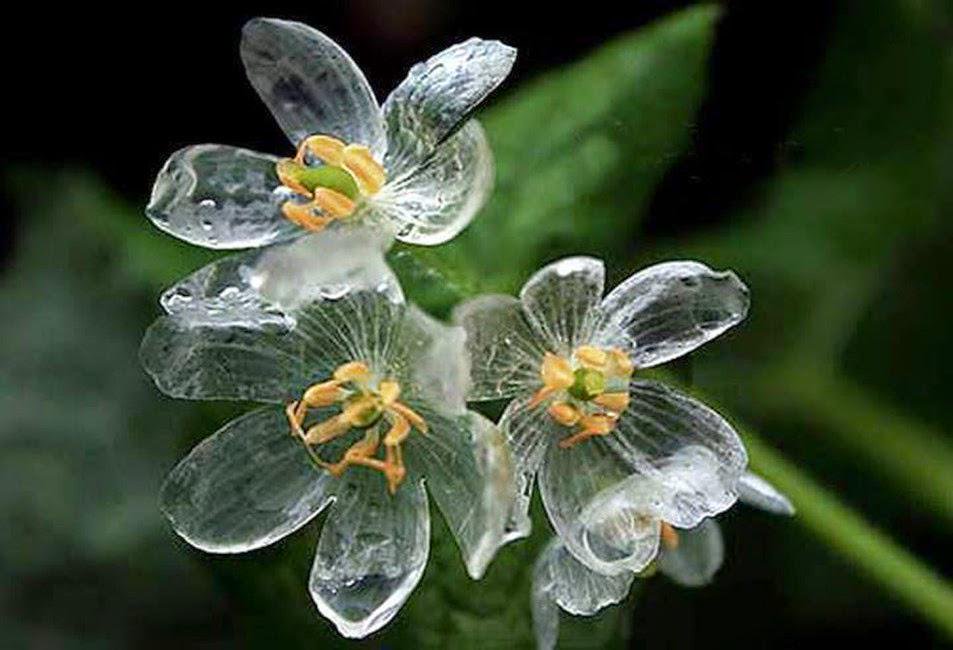 サンカヨウ 雨が降ると透明になる 日本にも咲く美しい花 N ミライノシテン