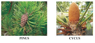 Pines (deodar), Cycus, Ginkgo.