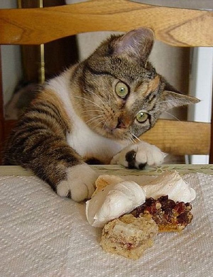 Я бы такое съел. Смешные картинки с едой. Юмор про еду. Про обед смешные высказывания. Я бы такое съел.