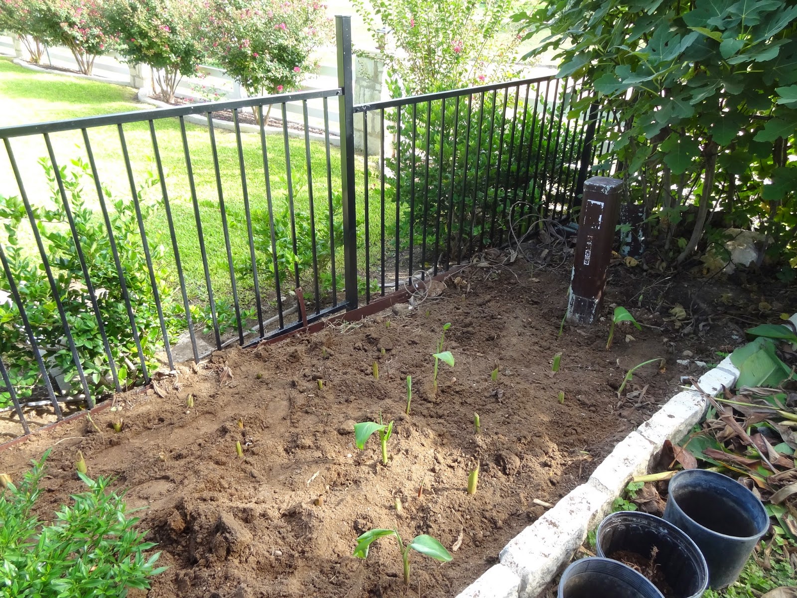 Rebecca's Texas Garden Dividing Canna Lilies