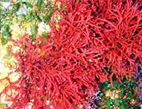 Rhodophyta/Alga merah