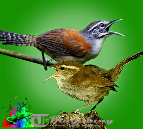 Suara burung bay wren dan bewicks wren untuk memaster Suara burung bay wren dan bewicks wren untuk memaster